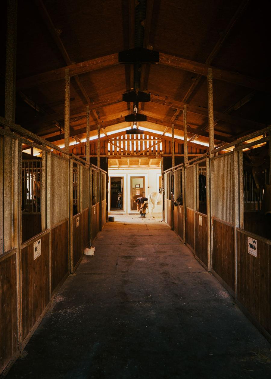 Sunlit barn aisle with stalls on both sides