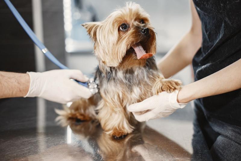 Small dog on a grooming table